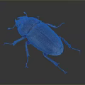 Shiny Dark Beetle With Purple Red Tinted Elytra And Long Antennae On Gray Background