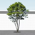 Lush Green Tree Against White Wall With Gray Ground And Sunlight Shadow