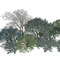 Diverse Plant Combination With Various Tree Species And Lush Green Foliage
