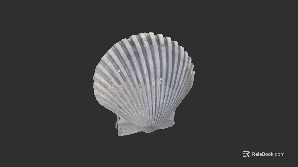 White Scallop Shell Art With Radiating Ridges On Dark Background 3d model 