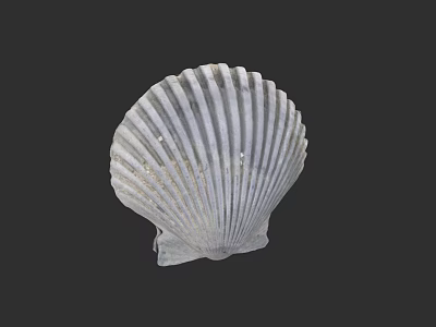 White Scallop Shell Art With Radiating Ridges On Dark Background 3d model