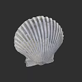 White Scallop Shell Art With Radiating Ridges On Dark Background 3d model