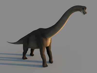 Realistic Detailed Long Neck Dinosaur Standing In Neutral Gray Background 3d model