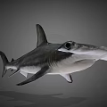 Hammerhead Shark Marine Aquatic Animal With Distinctive Hammer Shaped Head Features