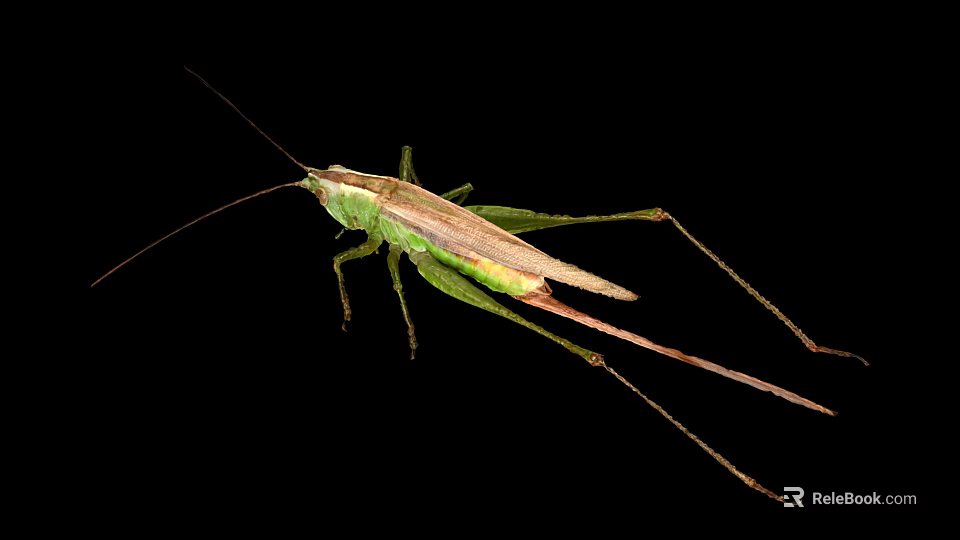 Green Grasshopper With Long Antennae And Slender Legs On Black Background 3d model 
