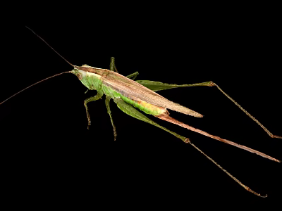 Green Grasshopper With Long Antennae And Slender Legs On Black Background 3d model