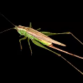 Green Grasshopper With Long Antennae And Slender Legs On Black Background
