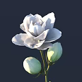 Blooming White Flower With Green Buds On Dark Background For Garden Decor