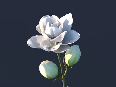Blooming White Flower With Green Buds On Dark Background For Garden Decor 3d model