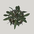 Green Striped Leaf Potted Plant In Gray Concrete Pot For Home Decor