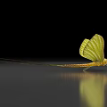 Green Mayfly With Long Antennae Large Transparent Wings And Reflection On Smooth Surface