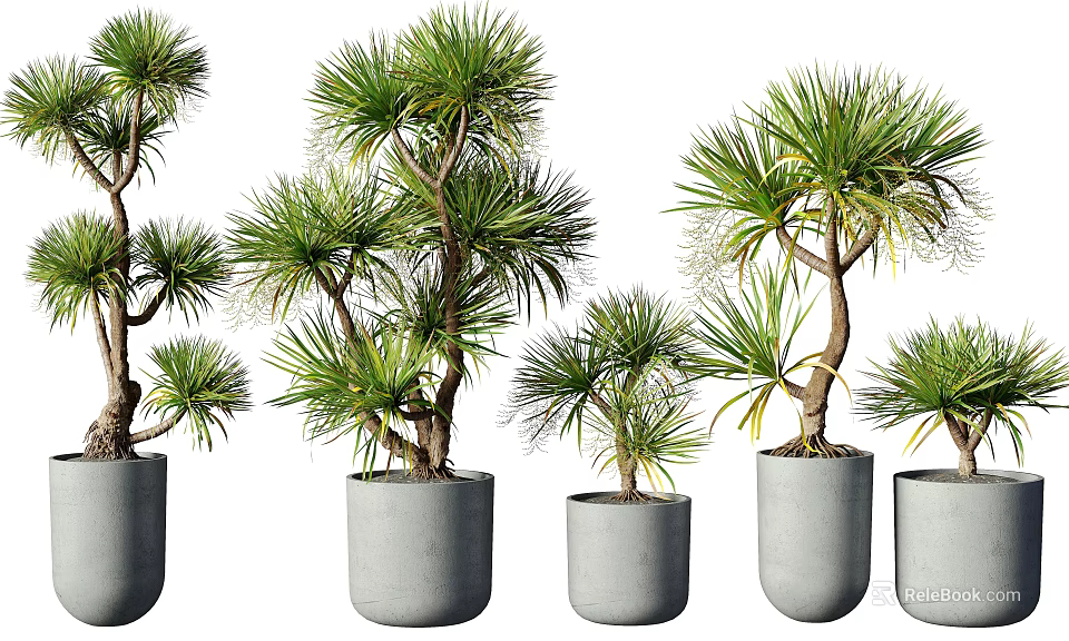 Stylish Bonsai Potted Plants In Various Sizes With Gray Concrete Pots For Indoor Decoration 3d model 