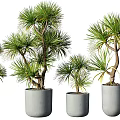 Stylish Bonsai Potted Plants In Various Sizes With Gray Concrete Pots For Indoor Decoration