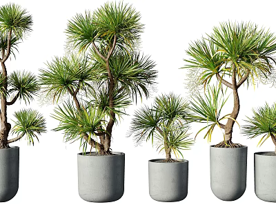 Stylish Bonsai Potted Plants In Various Sizes With Gray Concrete Pots For Indoor Decoration 3d model