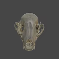 Detailed Animal Skull Showing Teeth And Bone Structure On Dark Background 3d model