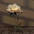 Floral Display With Creamy White Peony Green Leaves On Brown Wall Wooden Floor