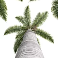 Garden Decor With Tall Lush Palm Trees For Outdoor Landscape Design