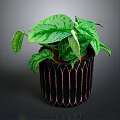 Variegated Green Plant in Black Pot with Copper Stripes on Dark Background