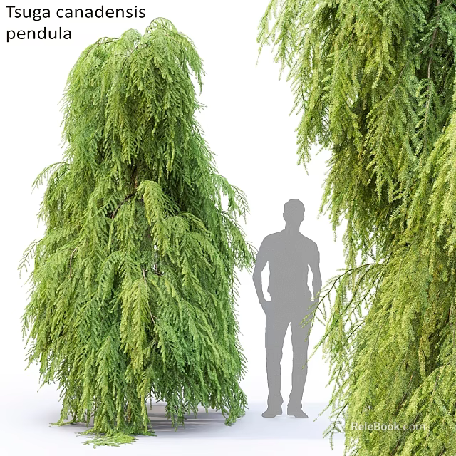 Lush Weeping Green Plants Surrounding Silhouette Of People Garden Feature 3d model 