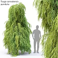 Lush Weeping Green Plants Surrounding Silhouette Of People Garden Feature
