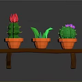 Colorful Cactus Plants with Red Purple Flowers in Orange Pots on Wooden Shelf