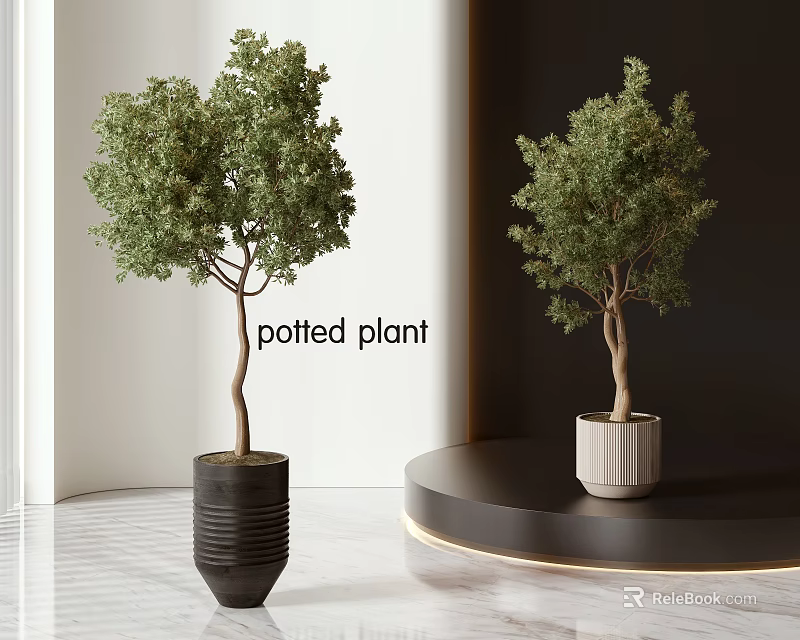 Indoor Bonsai Potted Plants in Black and White Pots on Floor and Round Table 3d model 