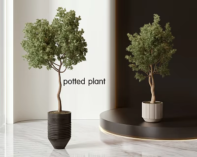 Indoor Bonsai Potted Plants in Black and White Pots on Floor and Round Table 3d model