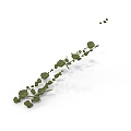Green Vine Plant With Curved Stems And Small Leaves On White Background
