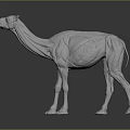 Detailed White Camel 3D Model with Wireframe Structure and Digital Rendering 3d model