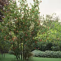 Residential Landscape Design Featuring Lush Green Trees Sunlit Lawn And Natural Greenery