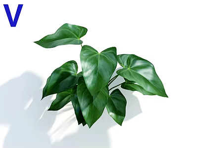 Lush Green Tropical Plant with Large Glossy Leaves on White Background as Indoor Decor 3d model