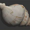 Conch with White Shell Brown Patterns Showing Orange Liquid Inside on Black Background with Reflection 3d model