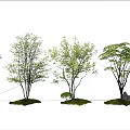 Various Arbor Trees With Green Foliage Under Blue Sky And White Clouds 3d model