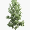 Tall Birch Tree With White Trunk Black Spots And Lush Green Leaves