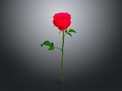 Vibrant Red Rose Flower With Green Stem And Leaves On Gray Background 3d model