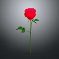 Vibrant Red Rose Flower With Green Stem And Leaves On Gray Background