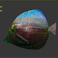 Colorful Tropical Fish With Blue Dorsal Fin Pink Fins And Iridescent Scales