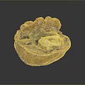 Opened Walnut with Brown Shell and Visible Yellow Kernel on Dark Background
