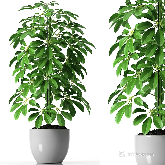 Bonsai Potted Plants With Lush Green Leaves In White Pots For Indoor Decor 3d model 