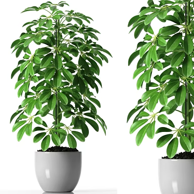 Bonsai Potted Plants With Lush Green Leaves In White Pots For Indoor Decor 3d model