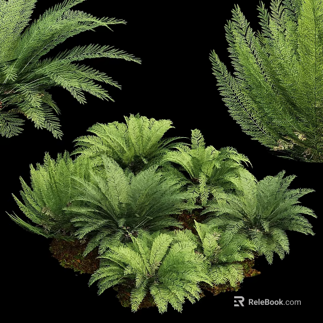 Decorative Fern Plant Arrangement with Lush Green Fronds and Natural Foliage for Home Decor 3d model 
