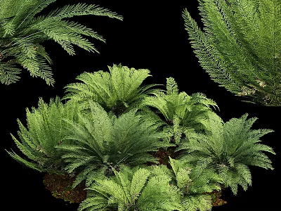 Decorative Fern Plant Arrangement with Lush Green Fronds and Natural Foliage for Home Decor 3d model