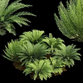 Decorative Fern Plant Arrangement with Lush Green Fronds and Natural Foliage for Home Decor