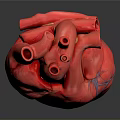 Detailed Human Heart Anatomical Model With Visible Red Veins And 3D Rendered Structure