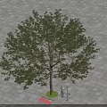 Tall Green Tree on Paved Surface with Person Measuring Its Trunk 3d model