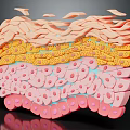 Medical Device For Skin Structure Anatomical Education With Layered Cell Display Model