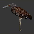 Brown Spotted Heron With Long Beak And Slender Legs Standing On Gray Background