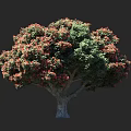 Tall Tree With Red And Green Leaves Lush Canopy Thick Trunk And Human Figure