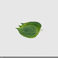 Three Fresh Green Plant Leaves With Vibrant Veins And Natural Texture