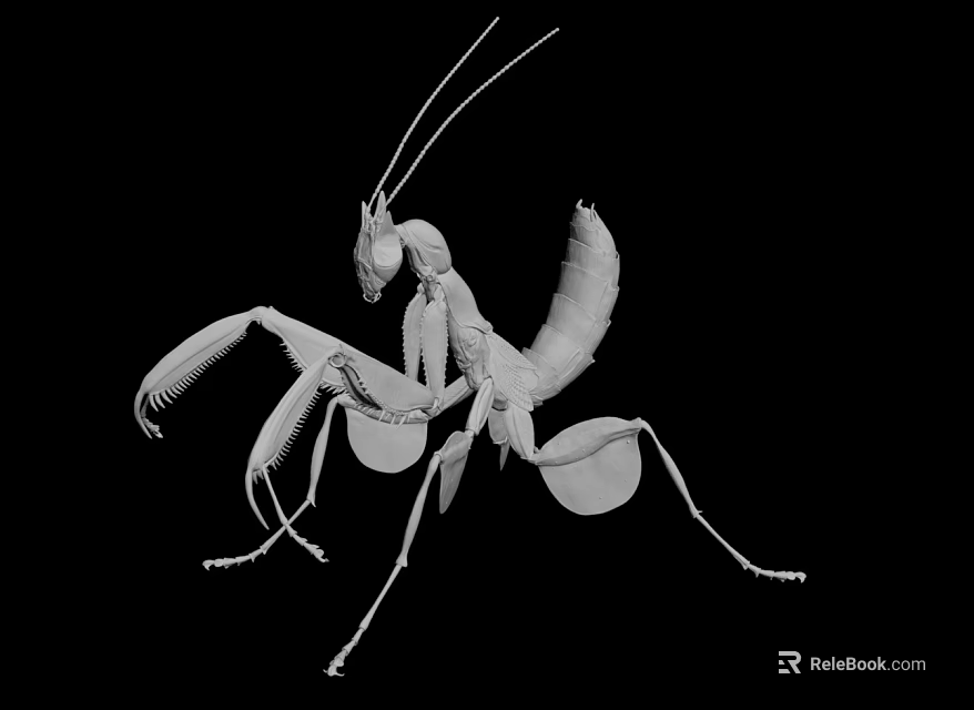 Detailed Black and White Praying Mantis with Wings Isolated on Black Background 3d model 